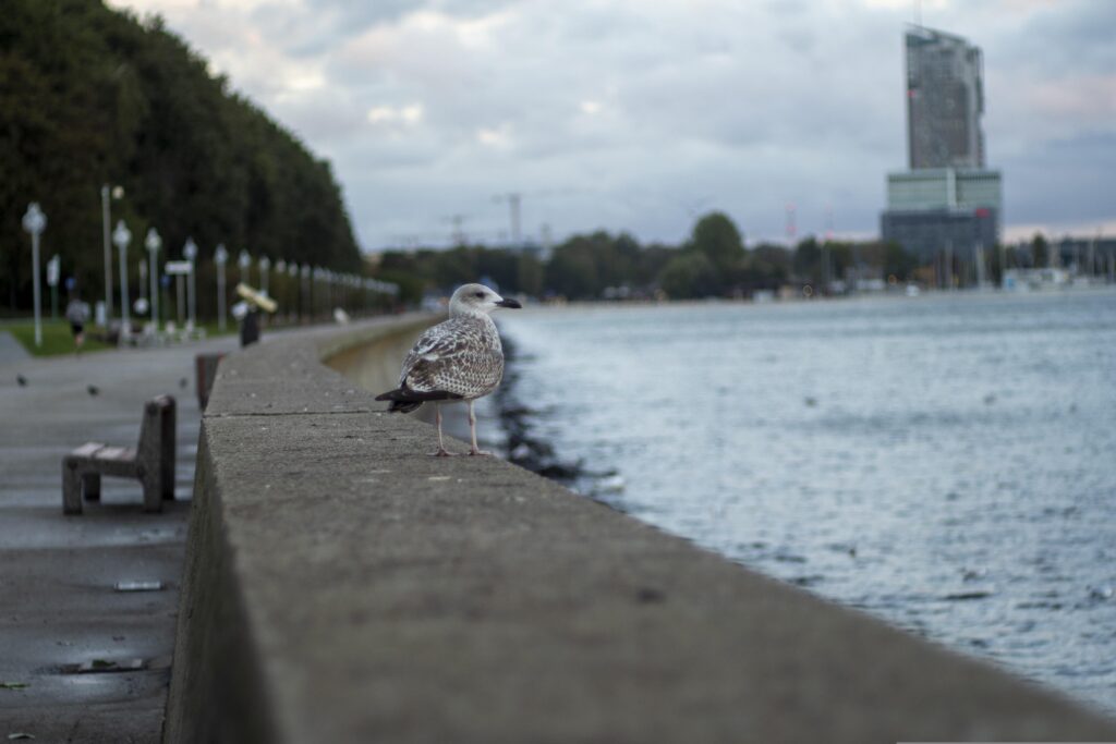 projekt wnętrza gdynia